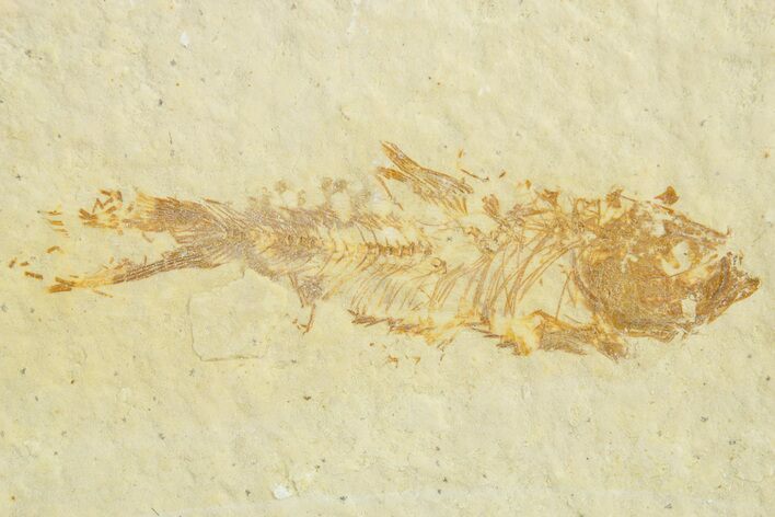 Juvenile Fossil Fish (Knightia) - Wyoming #363787